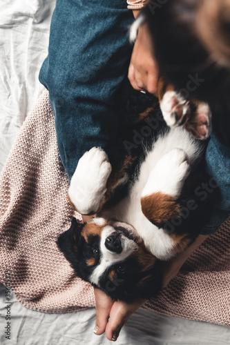 little puppy of bernese mountain dog on hands of fashionable girl with a nice manicure. animals