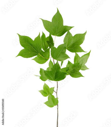 Acer foliage, Green maple leaves, isolated on white background with clipping path 