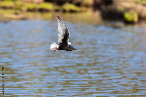 White-winged Black Tern in flight © asb63
