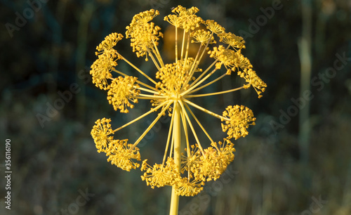 coronavirus pattern in nature - wild plant with yellow flowers - ferula communis photo