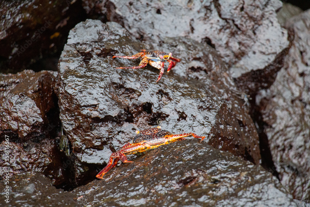 Crabs orange red stones climb Galapagos Crabs orange red stones climb Galapagos