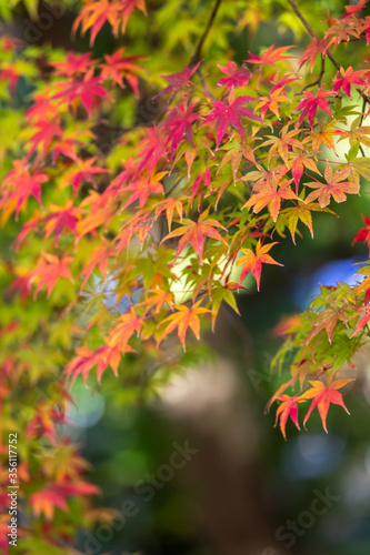 日本の紅葉 秋の和風イメージ