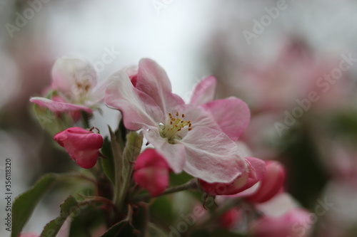 Fototapeta Naklejka Na Ścianę i Meble -  Apfelblüte im Frühling