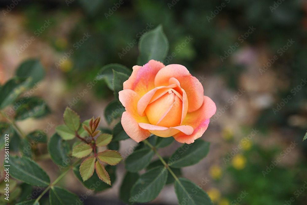 한국 과천 서울대공원(동물원)입니다