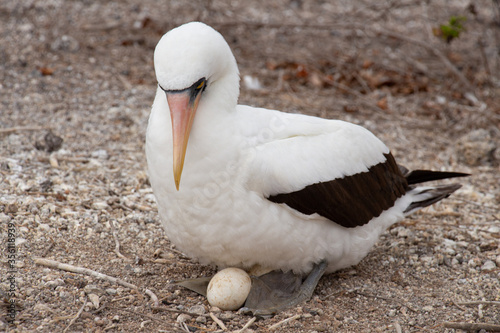 Vampire egg nest birds brooding Galapagos Island photo