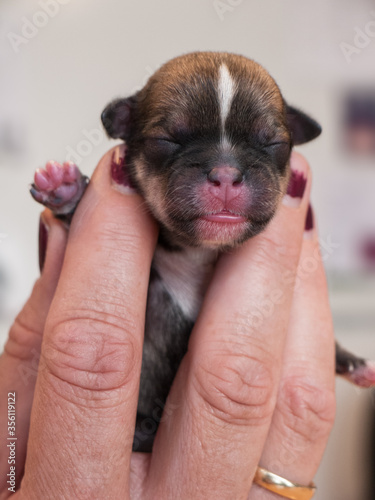 soften, tender, adorable, animal, baby, beautiful, black, breed, brown, bumbling, canine, closed, closeup, cute, dog, doggy, domestic, eyes, face, female, finger, fingers, friend, funny, girl, hair, h