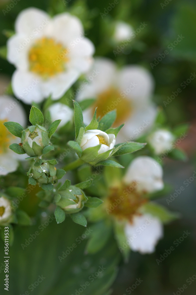 Blooming strawberry garden in the garden on a sunny evening