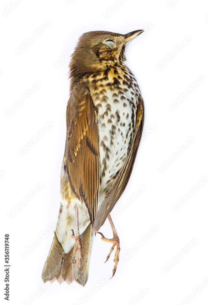 Naklejka premium Dead bird (song thrush) isolated on white background.