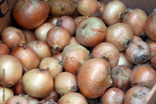 Orange onions. Large fresh onions