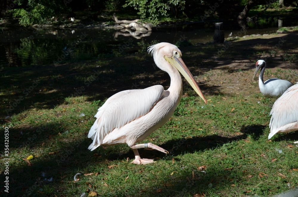 White Pelican - Pelecanus onocrotalus in Frankfurt zoo White Pelican - Pelecanus onocrotalus in Frankfurt zoo