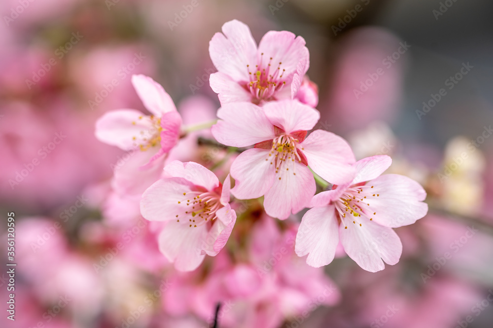 桜の花　日本の春のイメージ