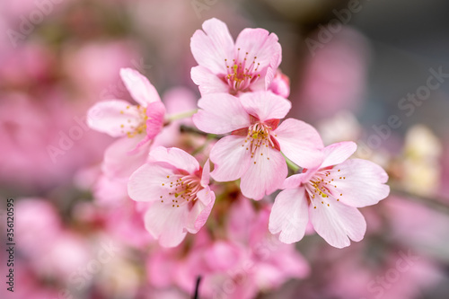 桜の花 日本の春のイメージ