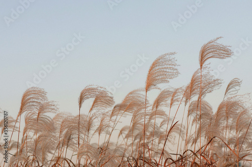 Canvas Print Silver Grass in Haneul Park, Seoul