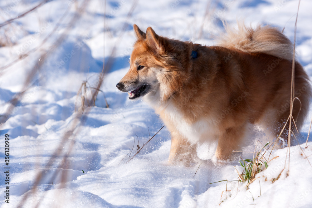 Red, long-haired Icelandic Sheepdog running in the snow.