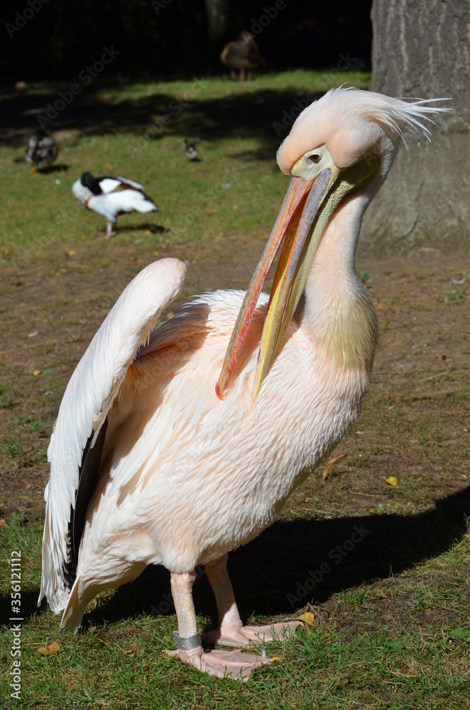 White Pelican - Pelecanus onocrotalus in Frankfurt zoo White Pelican - Pelecanus onocrotalus in Frankfurt zoo