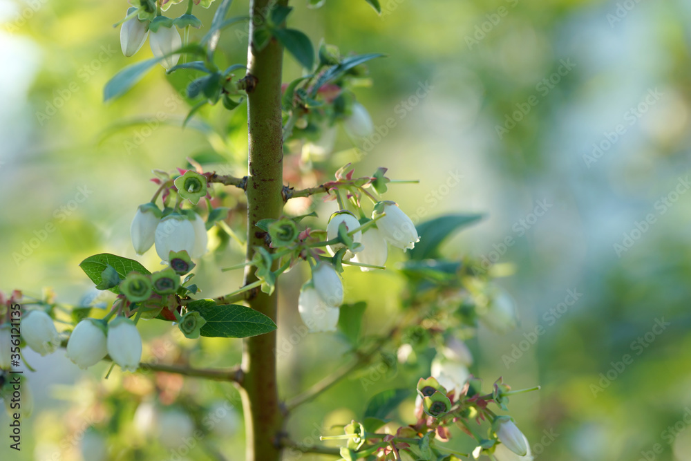 Blooming blueberries on a sunny evening Blooming blueberries on a sunny evening