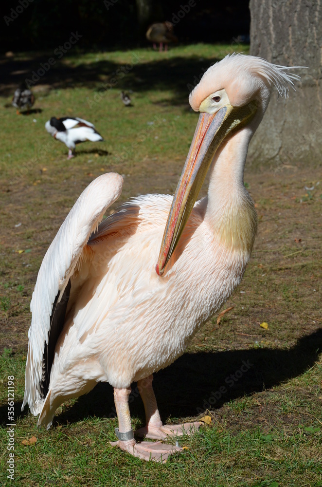White Pelican - Pelecanus onocrotalus in Frankfurt zoo White Pelican - Pelecanus onocrotalus in Frankfurt zoo