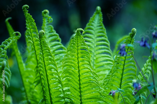Beautiful fern leaves on a green background.