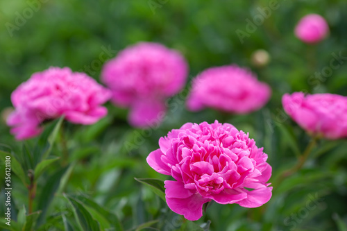 Pale pink peonies on a background of green leaves.