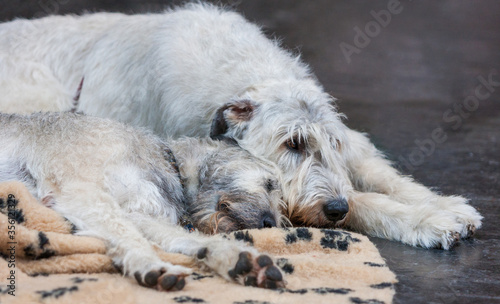 Cuadro en lienzo Tired two Irish wolfhounds resting on the floor.