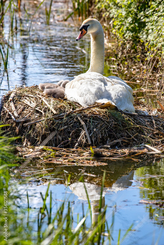 A female mute swan (Cygnus olor) sits on her mounded nest with at least 7 cygnets (some hidden), all less than a week old, sheltered on the hidden waters of a Fenland drainage dyke in Cambridgeshire.