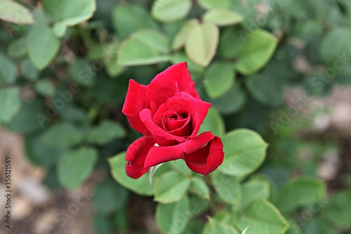 한국 과천 서울대공원(동물원)입니다