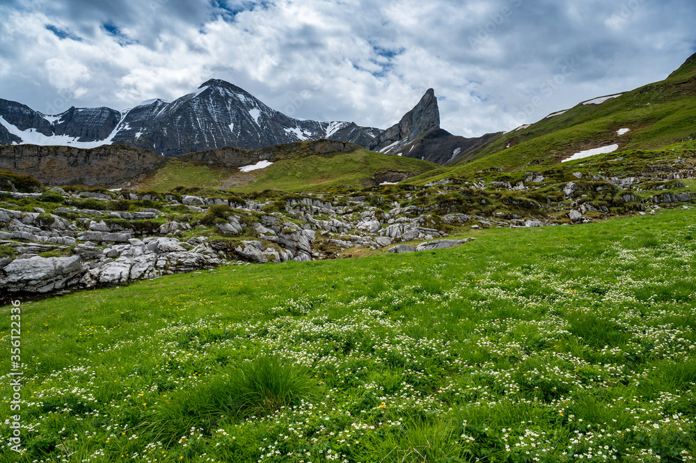 Gipfel des markanten Schwabhoren im Berner Oberland mit Wildblumenwiese ...
