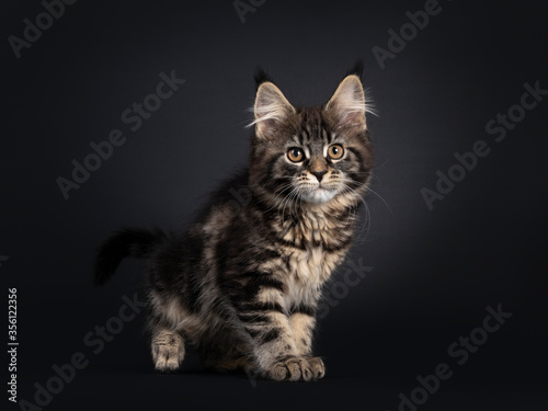 Cute classic black tabby Maine Coon cat kitten, walking side ways. Looking straight ahead with orange brown eyes. Isolated on black background. © Nynke