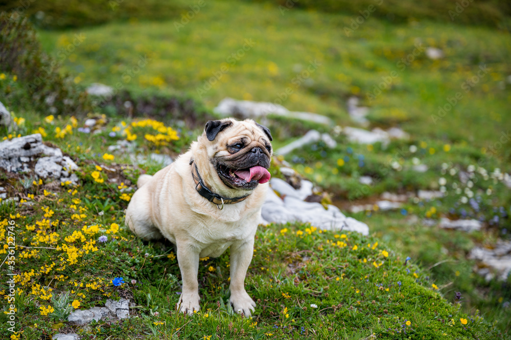 Mobs in Wildblumen-Wiese im Berner Oberland Mobs in Wildblumen-Wiese im Berner Oberland