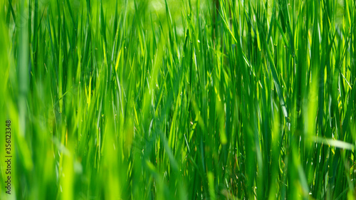 Tall green grass in the spring sun.