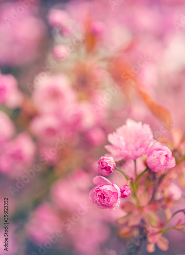 Blooming Chinese pink cherry tree in the springtime.