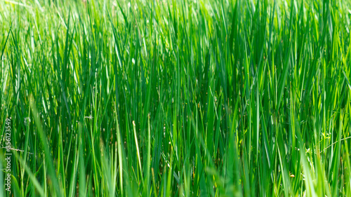 Green grass in the spring sun.