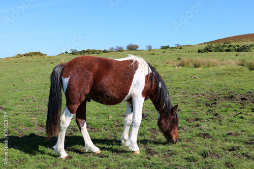 A wild moor pony grazing on the moorland. 
