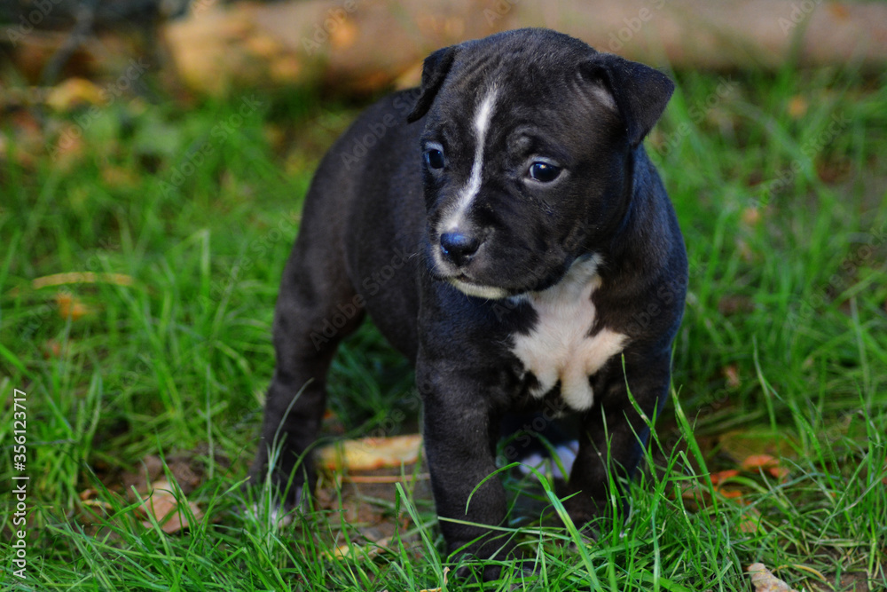 Chiot staffordshire terrier américain