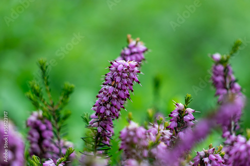 Beautiful large heather on a green background.