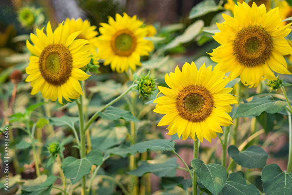 Beautiful vibrant yellow summer flowering Sunflower also known as Helianthus annus.