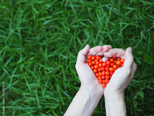 Hands holding red heart from berries over green backgraund, health care, world heart day. Red berries in the shape of a heart. Rowan berriies. photo