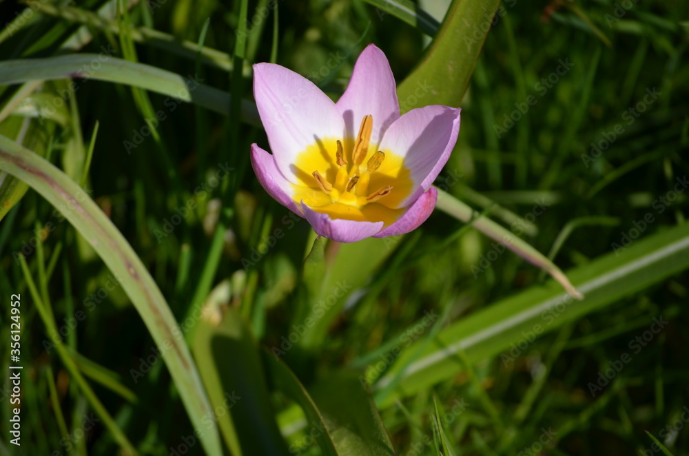 Crocus
Taken: Museumsberg Flensburg Crocus
Taken: Museumsberg Flensburg