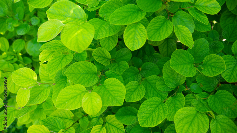 Green leaves of quince in spring. Green leaves of quince in spring.