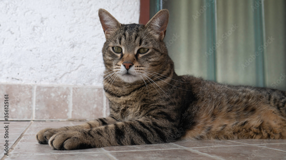 Portrait of a striped lying cat.