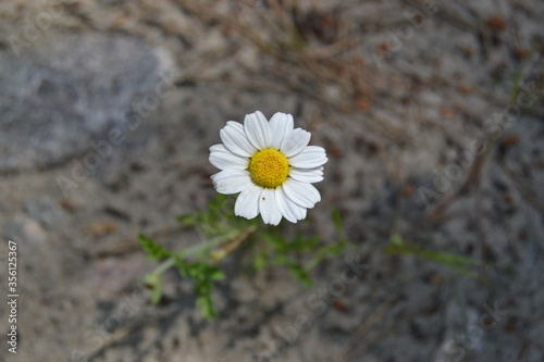 white daisy flower © SanaKlan