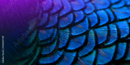 Close-up Peacocks, colorful details and beautiful peacock feathers.Macro photograph. © Thanumporn