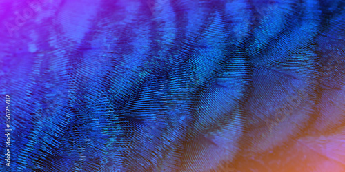 Close-up Peacocks, colorful details and beautiful peacock feathers.Macro photograph.