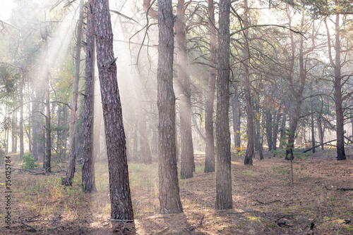 Fog in the woods