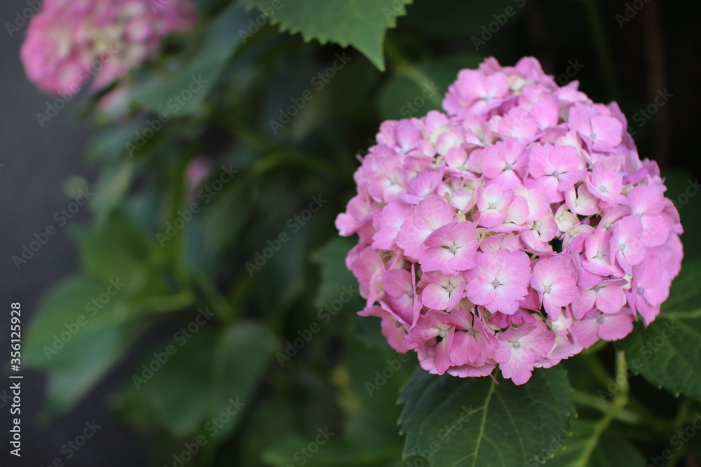 pink hydrangea flower in Japan pink hydrangea flower in Japan