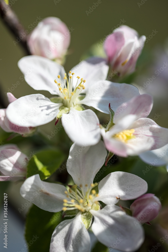 Fototapeta premium Apfelblüten, Makroaufnahma