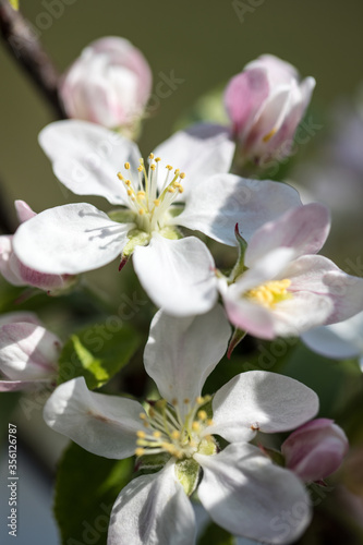 Apfelblüten, Makroaufnahma