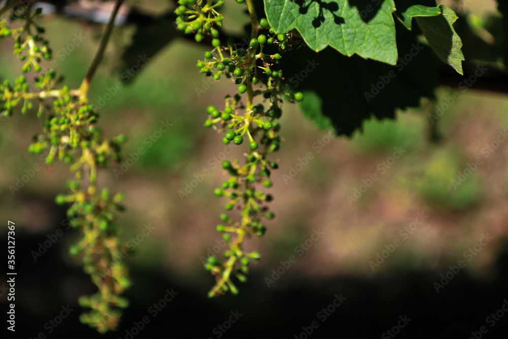 Particolari di piante di vite, foglie e tralci, in un vigneto in tarda primavera Particolari di piante di vite, foglie e tralci, in un vigneto in tarda primavera