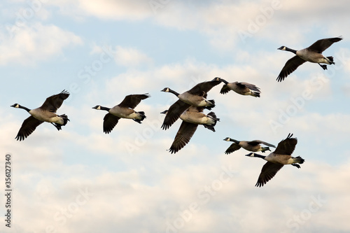 Canada Geese in morning flight