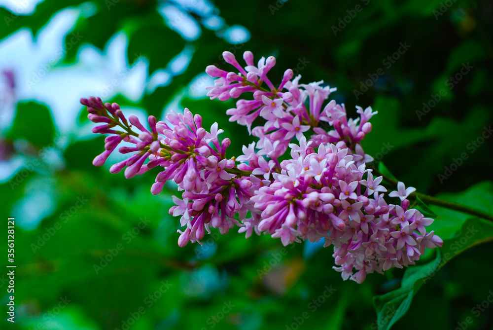 Blooming lilac in the afternoon Blooming lilac in the afternoon